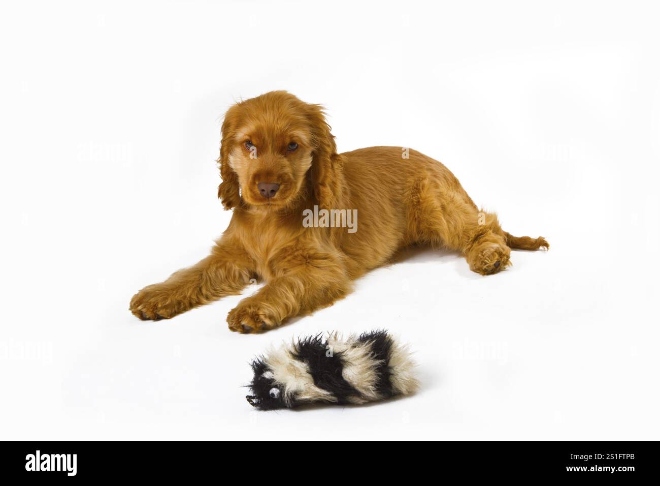 Cucciolo rosso Cocker Spaniel su sfondo chiaro Foto Stock