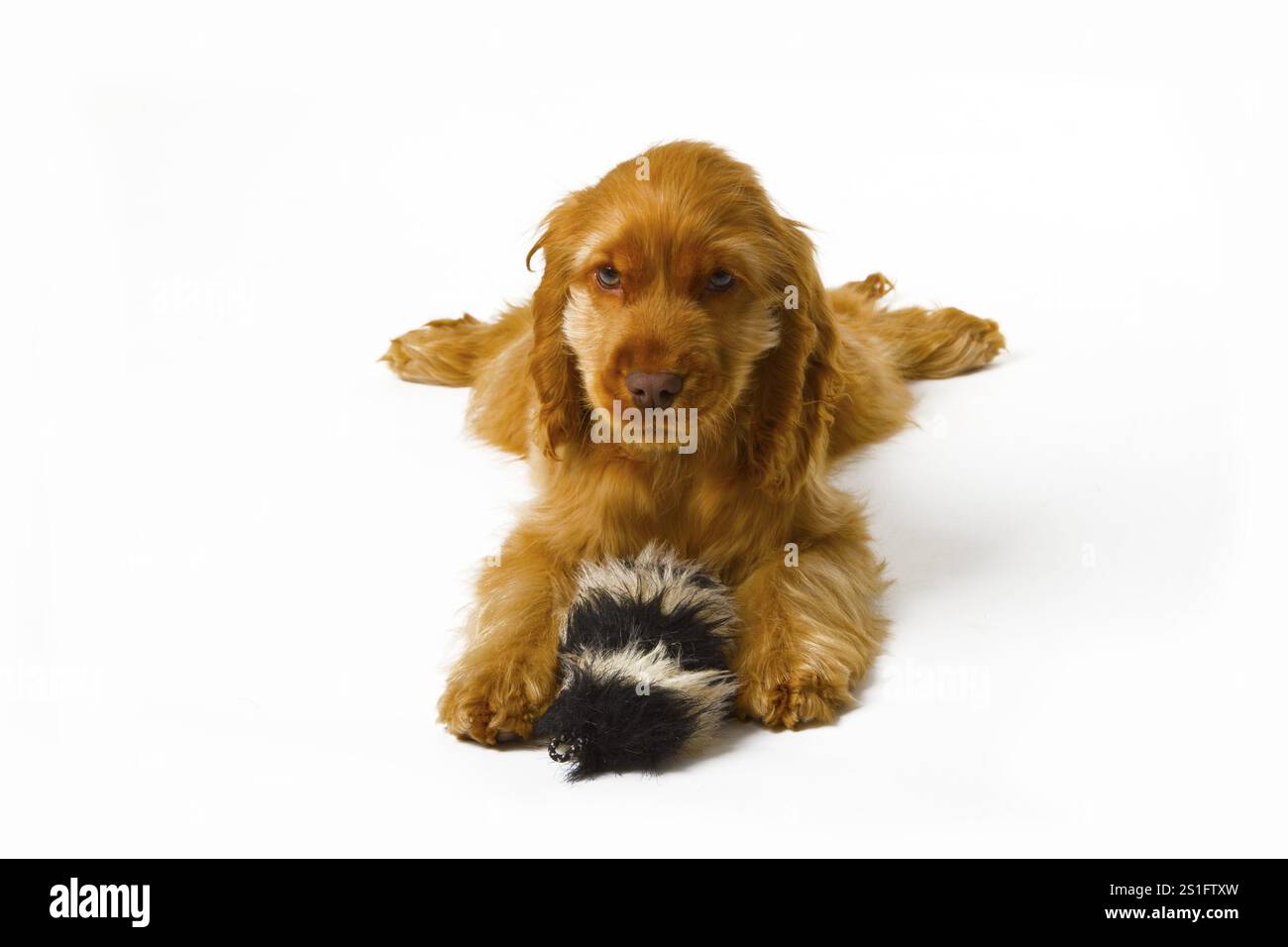 Cucciolo rosso Cocker Spaniel su sfondo chiaro Foto Stock