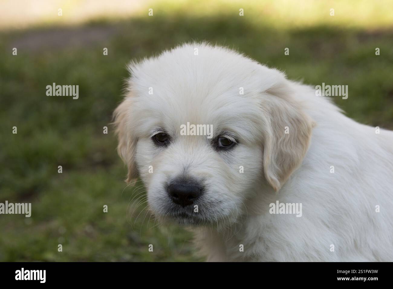Cuccioli Golden Retriever di 6 settimane Foto Stock