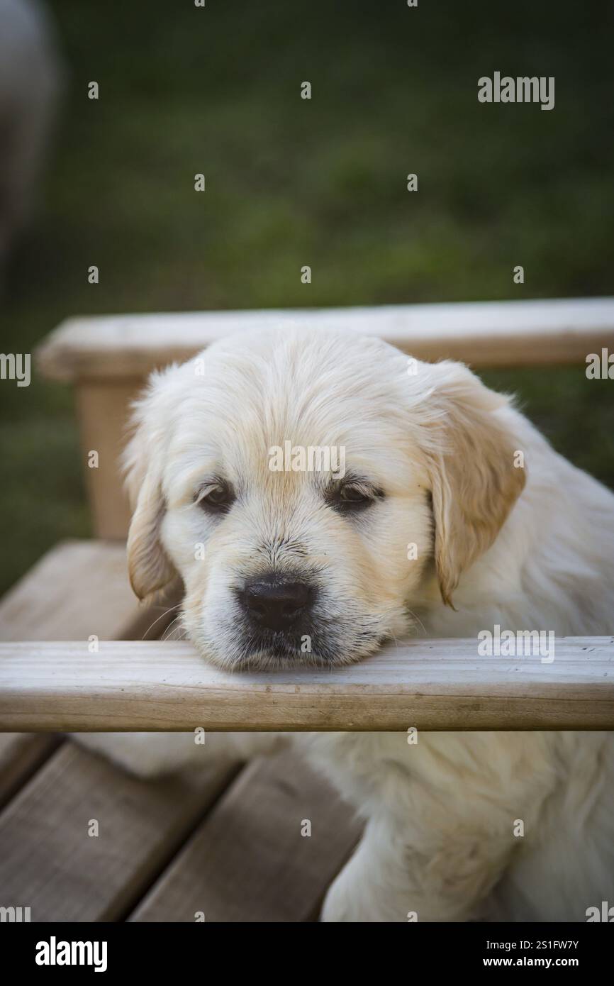 Cuccioli Golden Retriever di 6 settimane Foto Stock