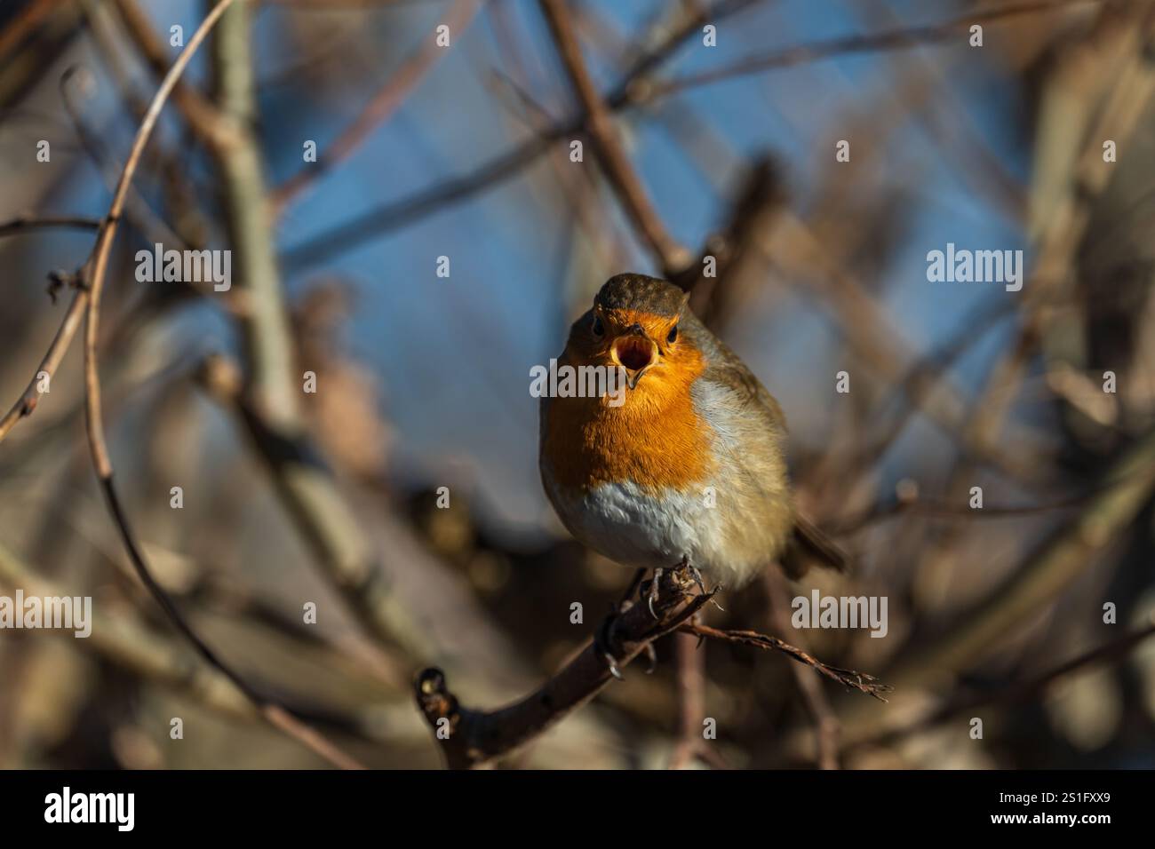 Una foto di un Robin che canta arroccato in una siepe Foto Stock