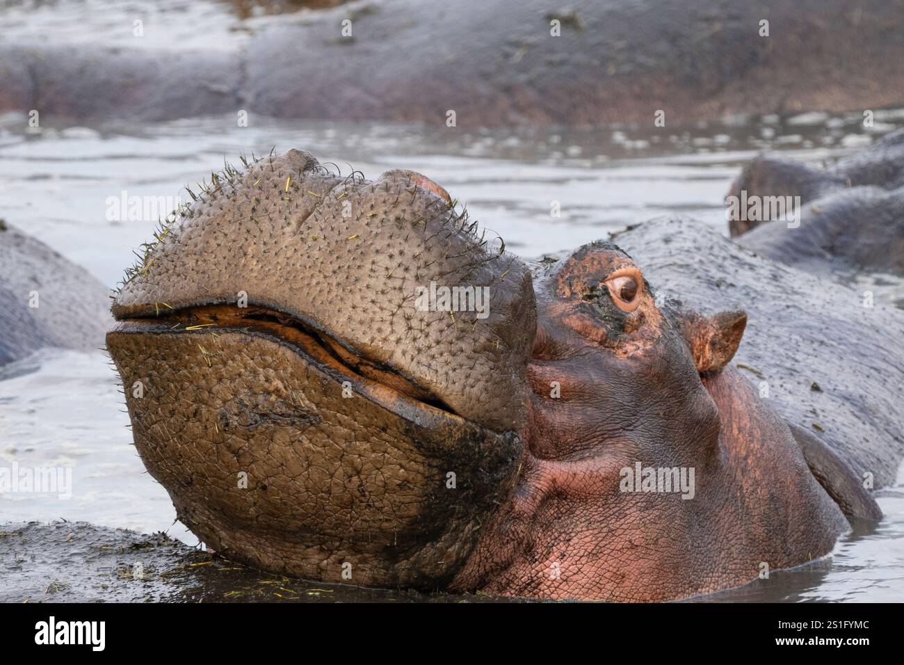 Hippopotamus (Hippopotamus amphibius) con la testa fuori dall'acqua con la bocca chiusa Foto Stock
