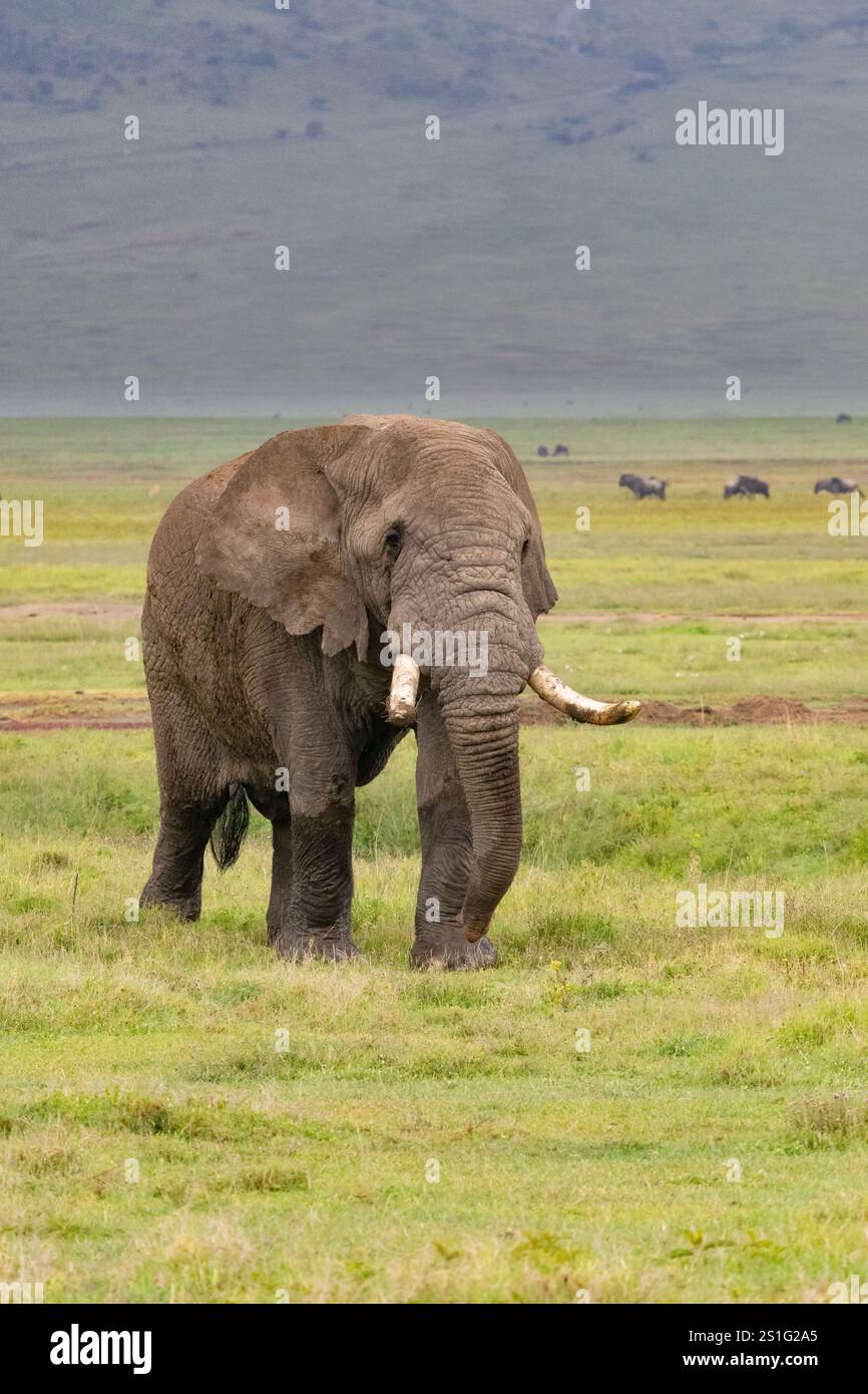 Elefante africano (Loxodonta africana) toro nel cratere di Ngorogoro Foto Stock