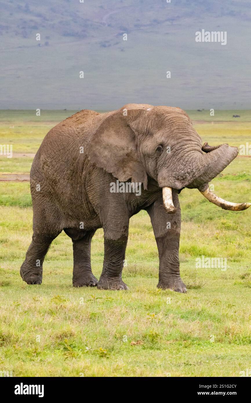 Elefante africano (Loxodonta africana) toro nel cratere di Ngorogoro Foto Stock