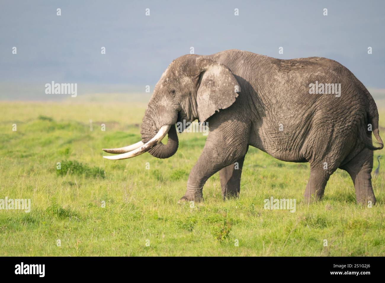 Elefante africano (Loxodonta africana) con grandi zanne Foto Stock