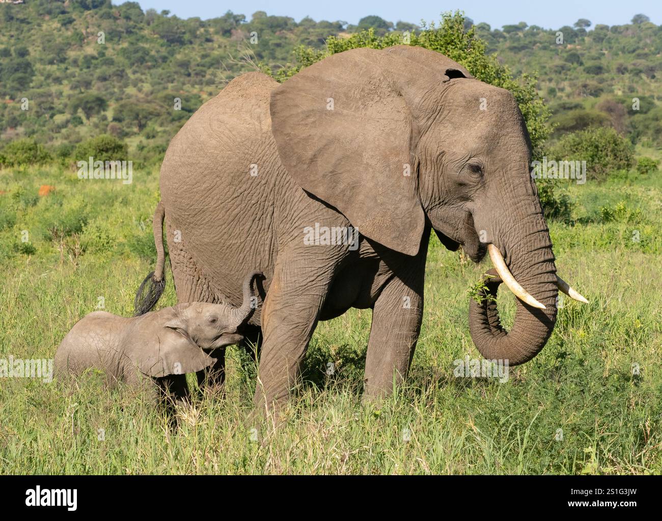 Elefante africano (Loxodonta africana) madre e bambino Foto Stock