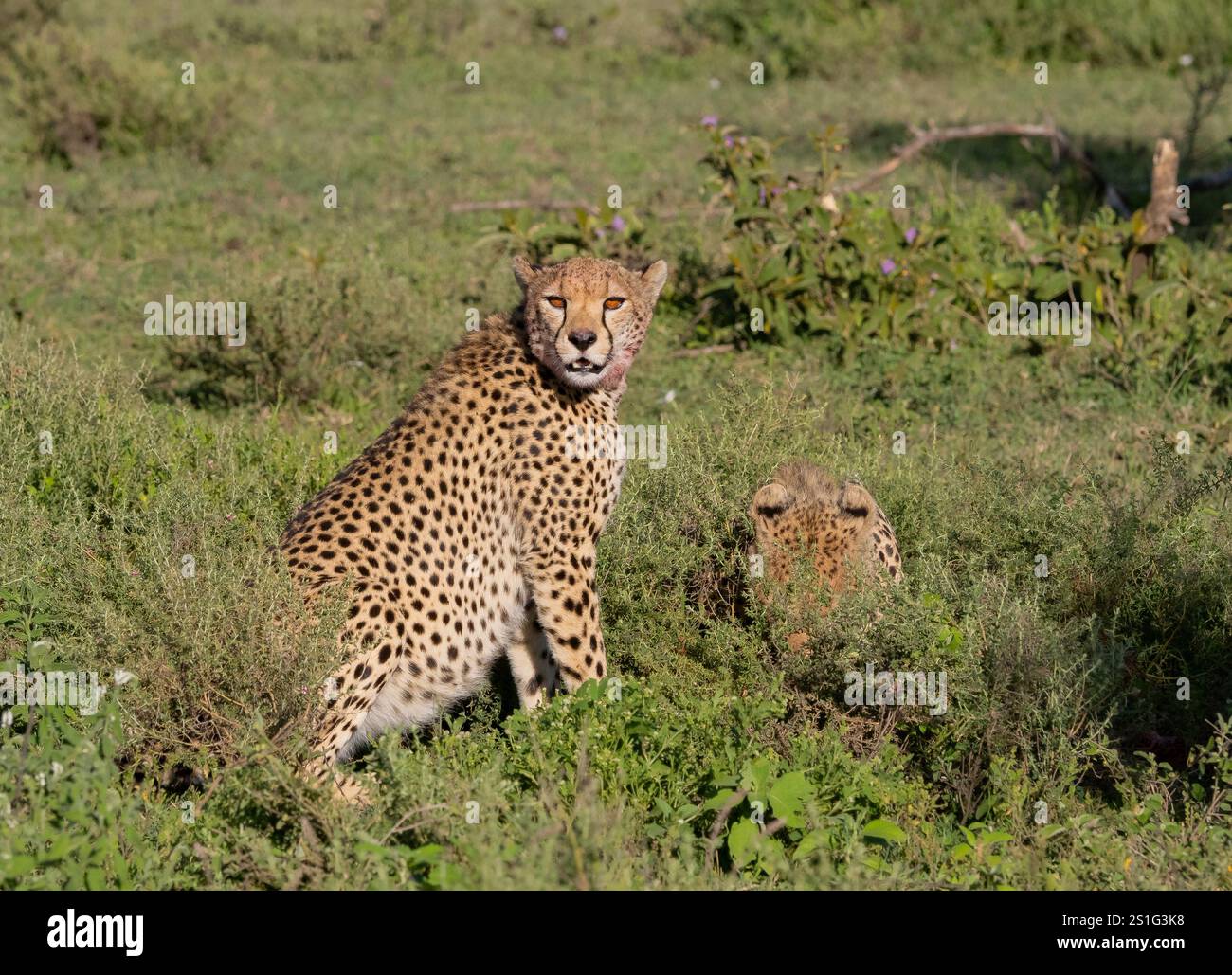 Cheetah (Acinonyx jubatus) seduto a guardare la macchina fotografica Foto Stock