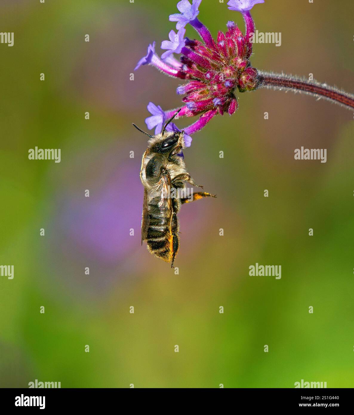 Una femmina di taglialegna appesa su un piccolo fiore su una testa di fiori Purpletop Vervain mentre impollina in giardino. Foto Stock