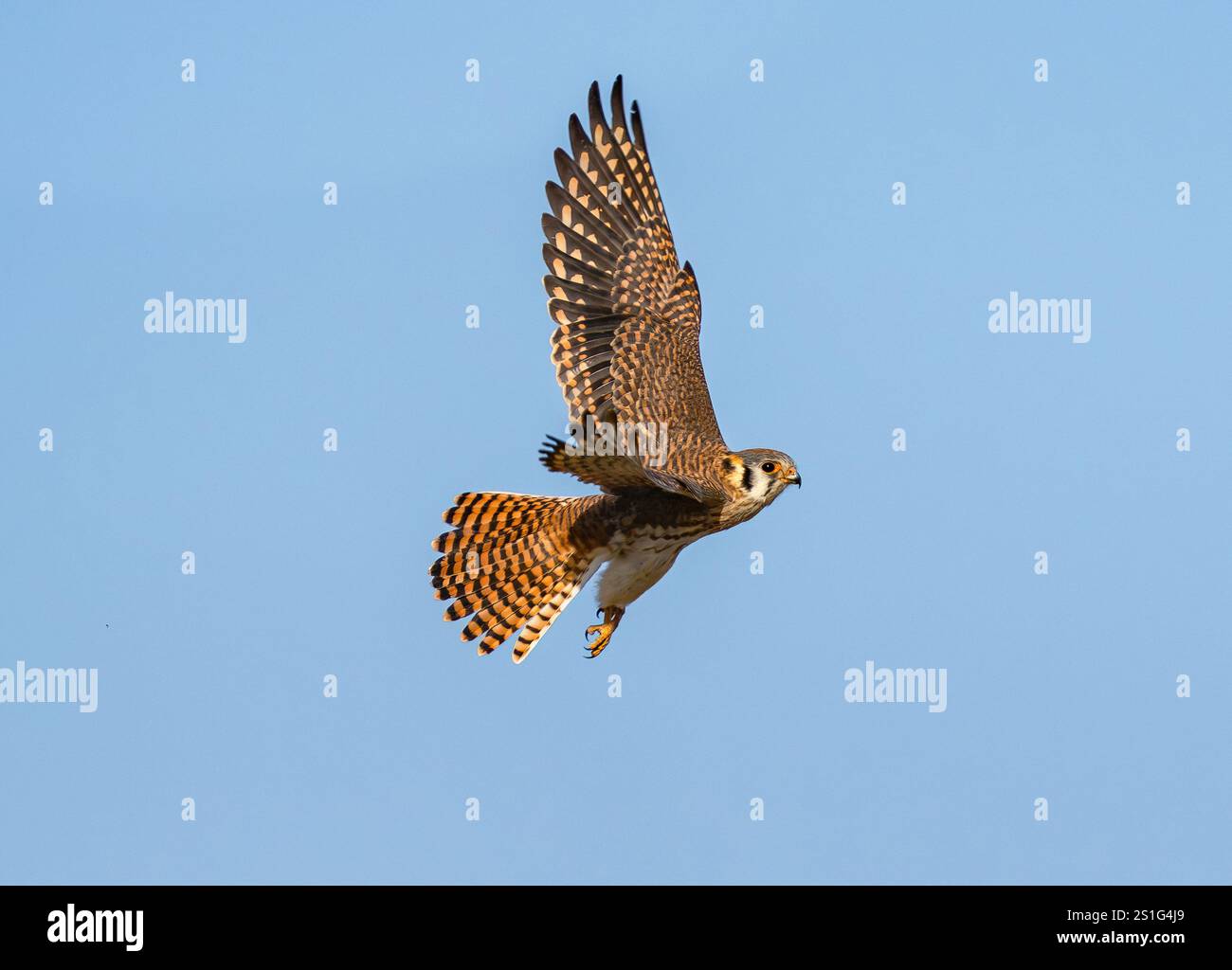 Una Kestrel americana in volo completo con ali e piume di coda a ventaglio che mostrano il suo bel colore marrone caldo e il suo motivo piuma. Foto Stock