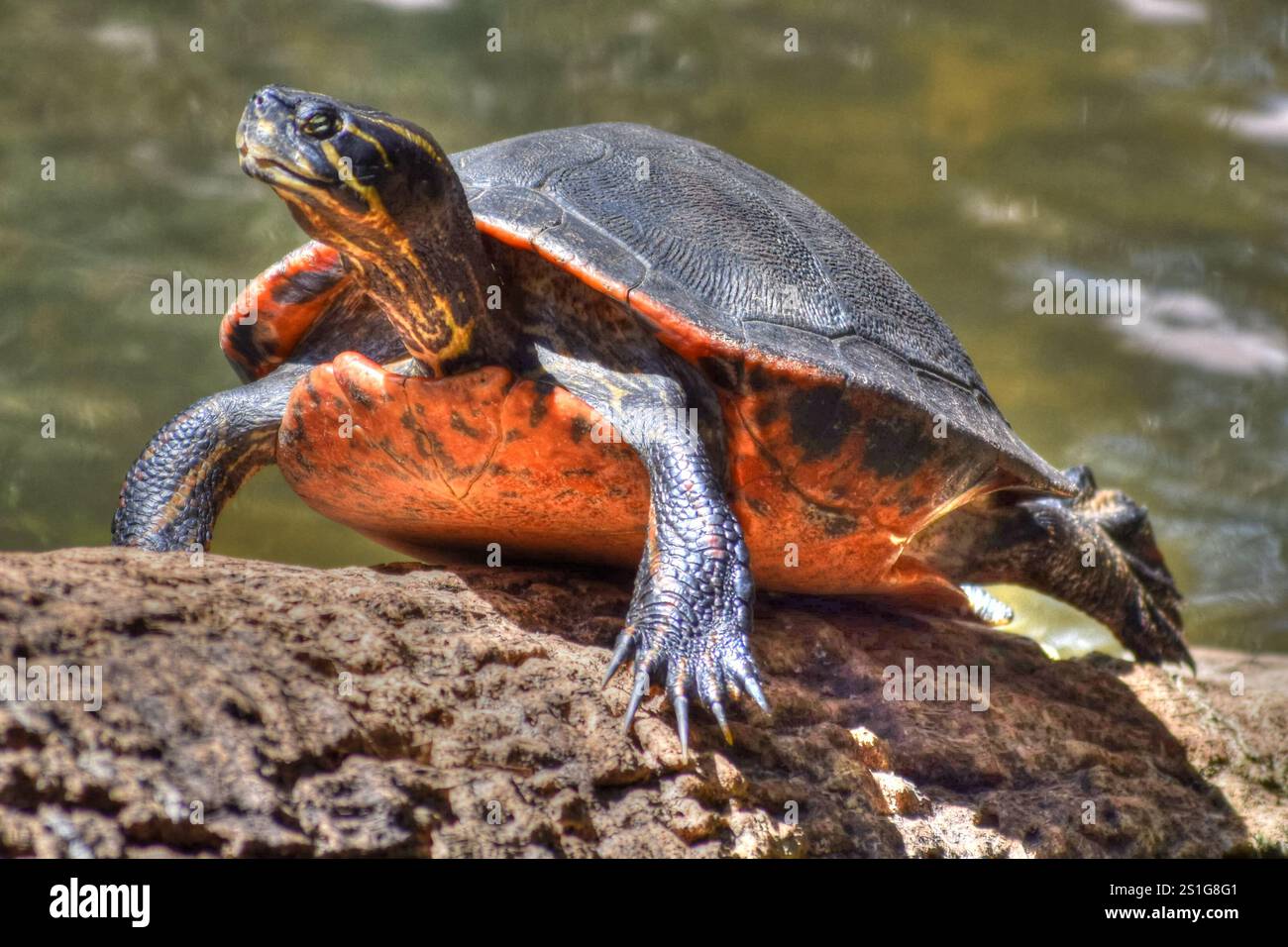 Florida Redbelly Turtle on Palm Tree coming Out of the Water per asciugarsi e prendere il sole. Foto Stock