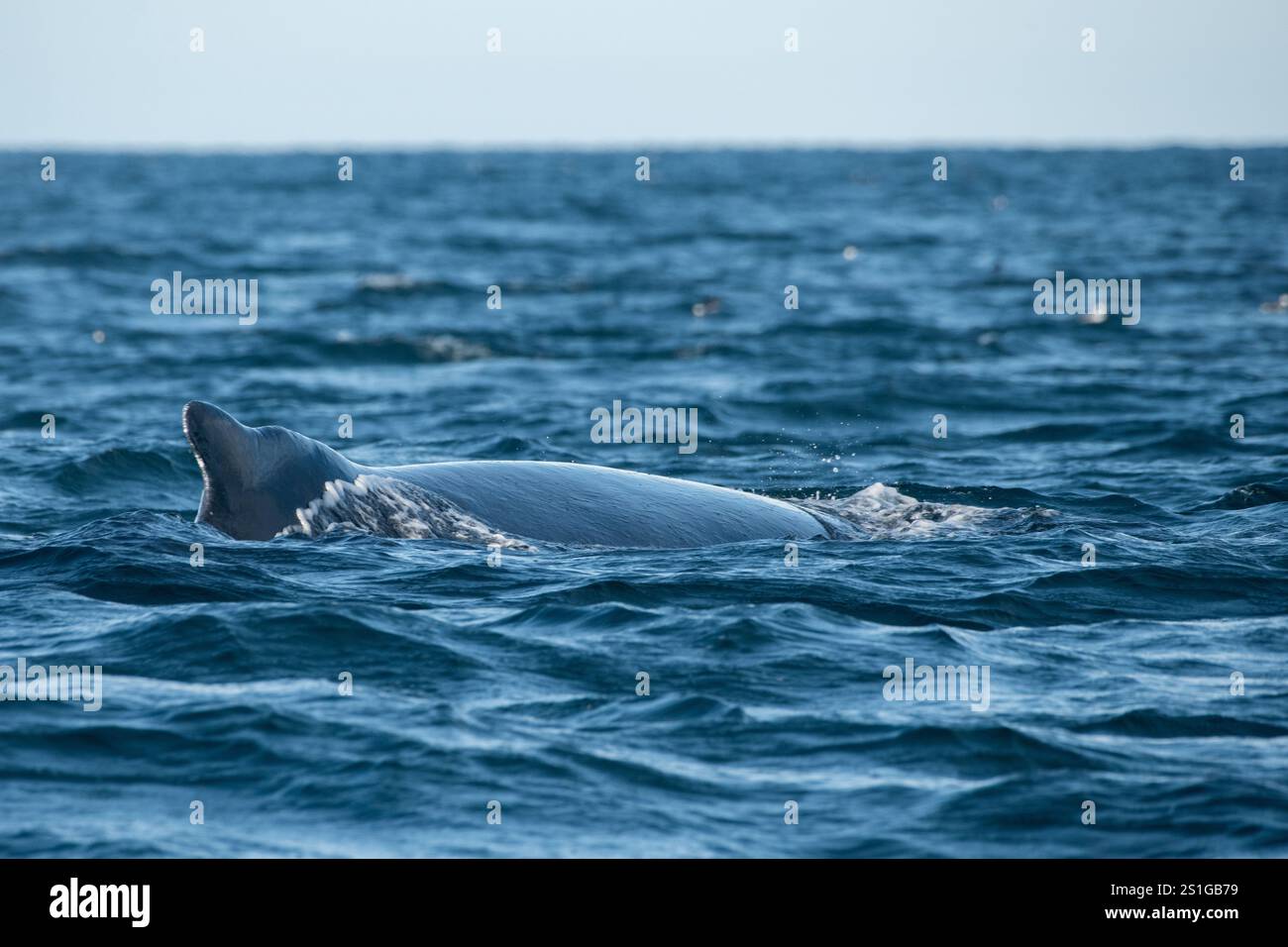 Pinna dorsale di una megattera (Megaptera novaeangliae) nella baia di Monterey, nell'oceano Pacifico al largo della costa della California. Foto Stock