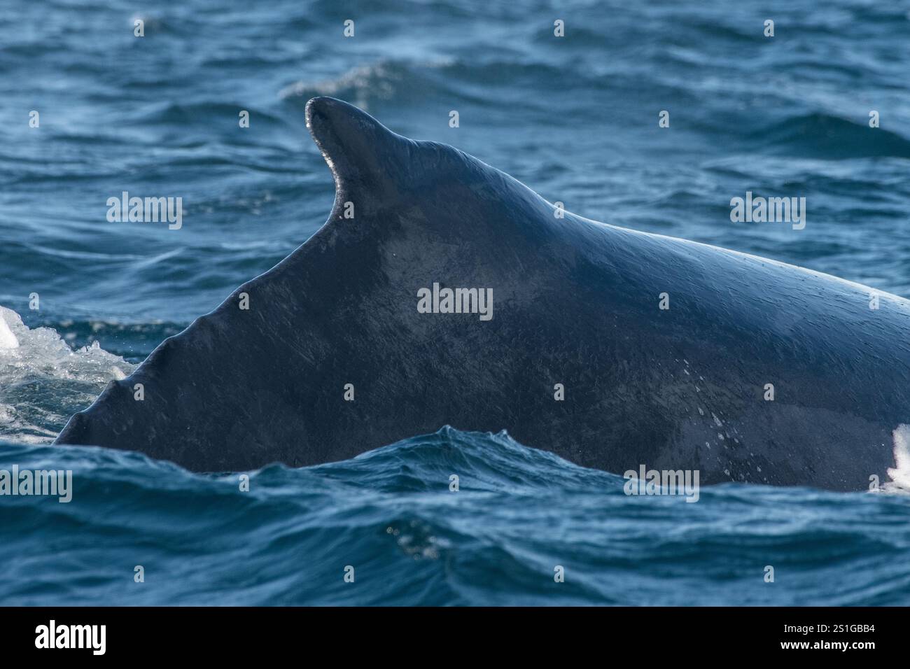 Pinna dorsale di una megattera (Megaptera novaeangliae) nella baia di Monterey, nell'oceano Pacifico al largo della costa della California. Foto Stock