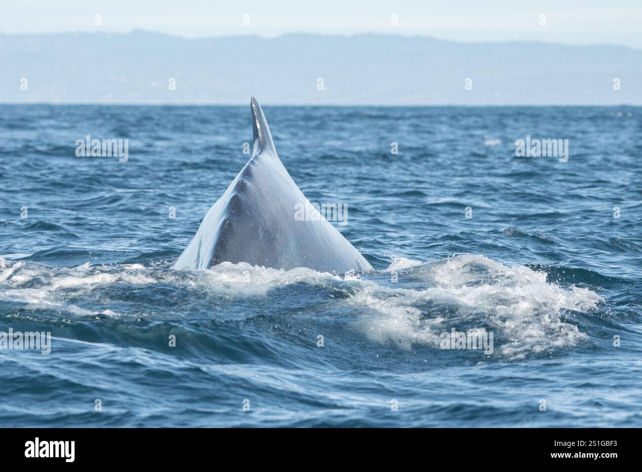 Pinna dorsale di una megattera (Megaptera novaeangliae) nella baia di Monterey, nell'oceano Pacifico al largo della costa della California. Foto Stock