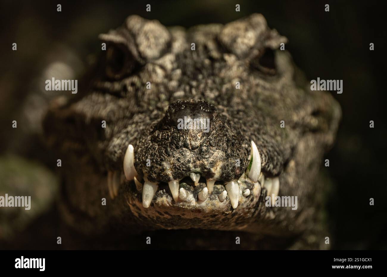 Primo piano dell'immagine astratta dei denti del coccodrillo affilati Foto Stock