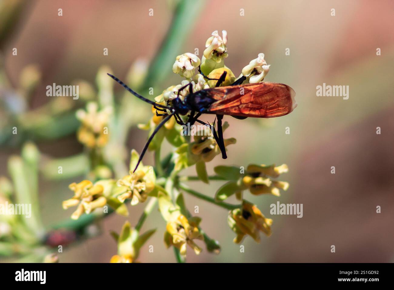 Un grande insetto nero e arancione si trova su un fiore giallo. L'insetto è grande e ha la testa nera e le ali arancioni Foto Stock