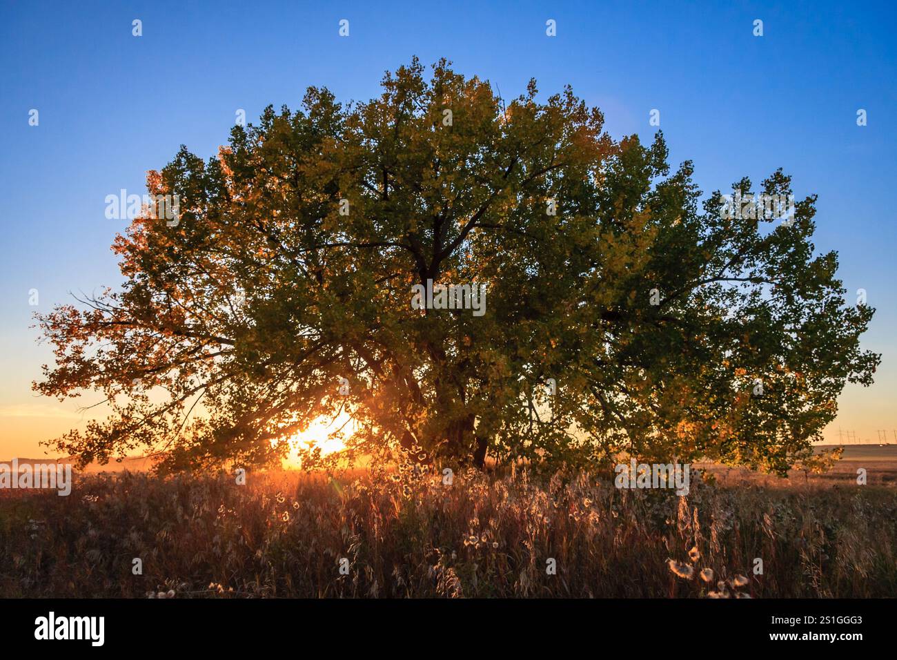 Un grande albero con foglie gialle e marroni. Il sole sta tramontando dietro l'albero. Il cielo è blu e limpido Foto Stock