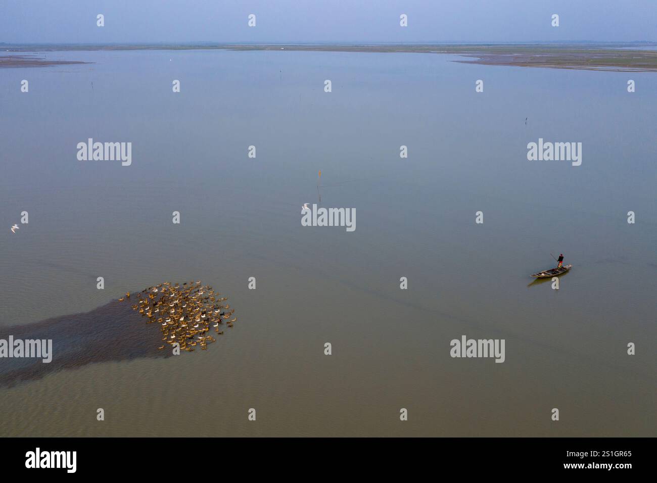 Allevatore di anatre che allevano un gregge di anatre domestiche nelle acque di Mohonganj, distretto di Netrokona, Bangladesh, durante la stagione invernale. Foto Stock