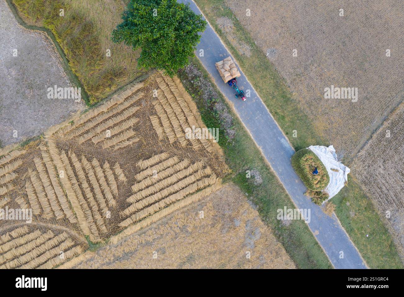 Una vista a volo d'uccello degli ampi campi della regione di Haor di Mohonganj, distretto di Netrokona, Bangladesh, durante la stagione del raccolto. Foto Stock