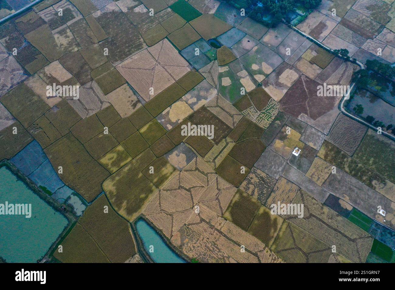 Una vista a volo d'uccello degli ampi campi della regione di Haor di Mohonganj, distretto di Netrokona, Bangladesh, durante la stagione del raccolto. Foto Stock