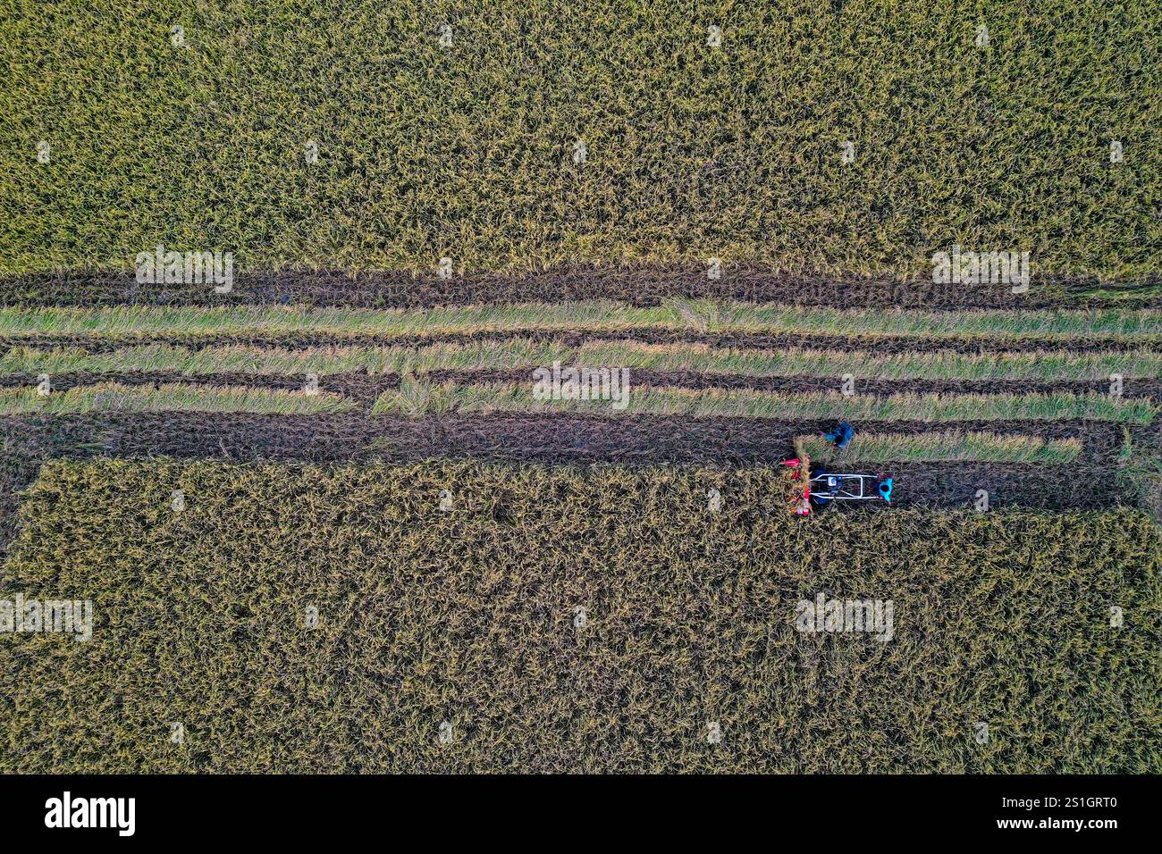 Vista aerea degli agricoltori che raccolgono risaie con una mietitrice in un campo a Mohonganj, distretto di Netrokona, Bangladesh. Foto Stock