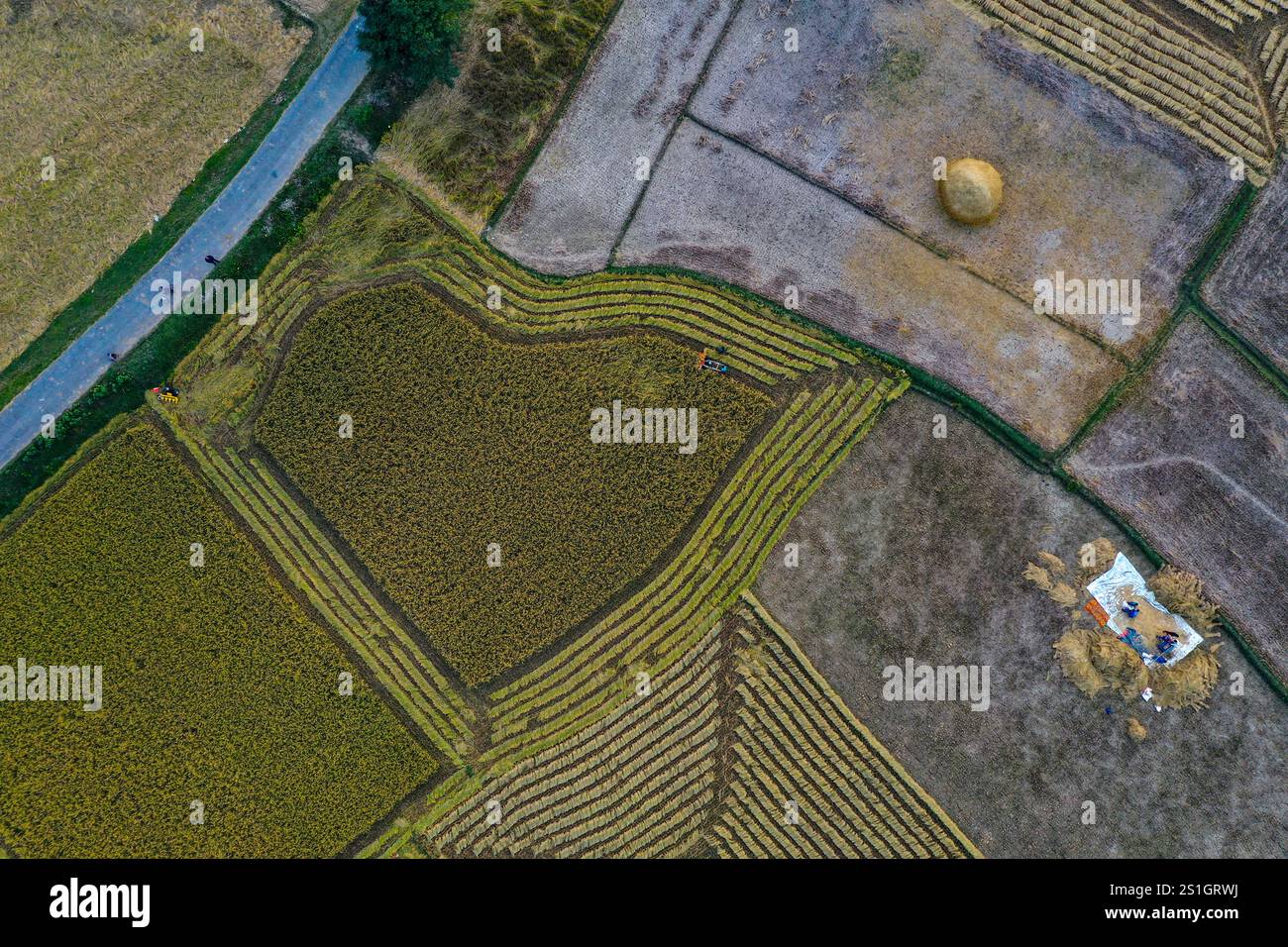 Vista aerea degli agricoltori che raccolgono risaie con una mietitrice in un campo a Mohonganj, distretto di Netrokona, Bangladesh. Foto Stock