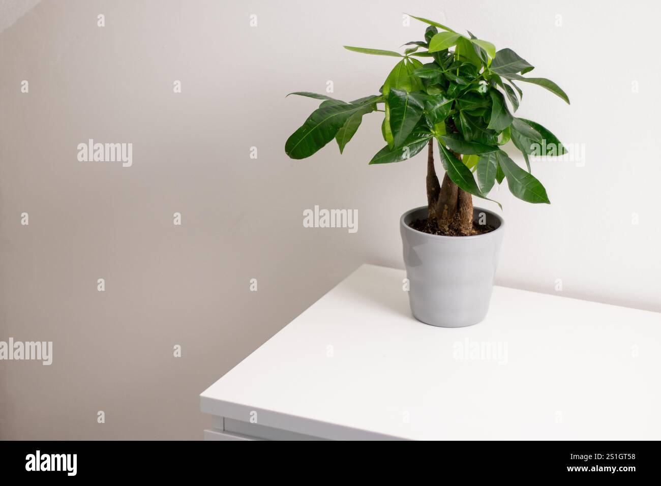 Una pianta Pachira aquatica che cresce in una pentola grigia in piedi su un tavolo da comò bianco in una stanza di casa Foto Stock