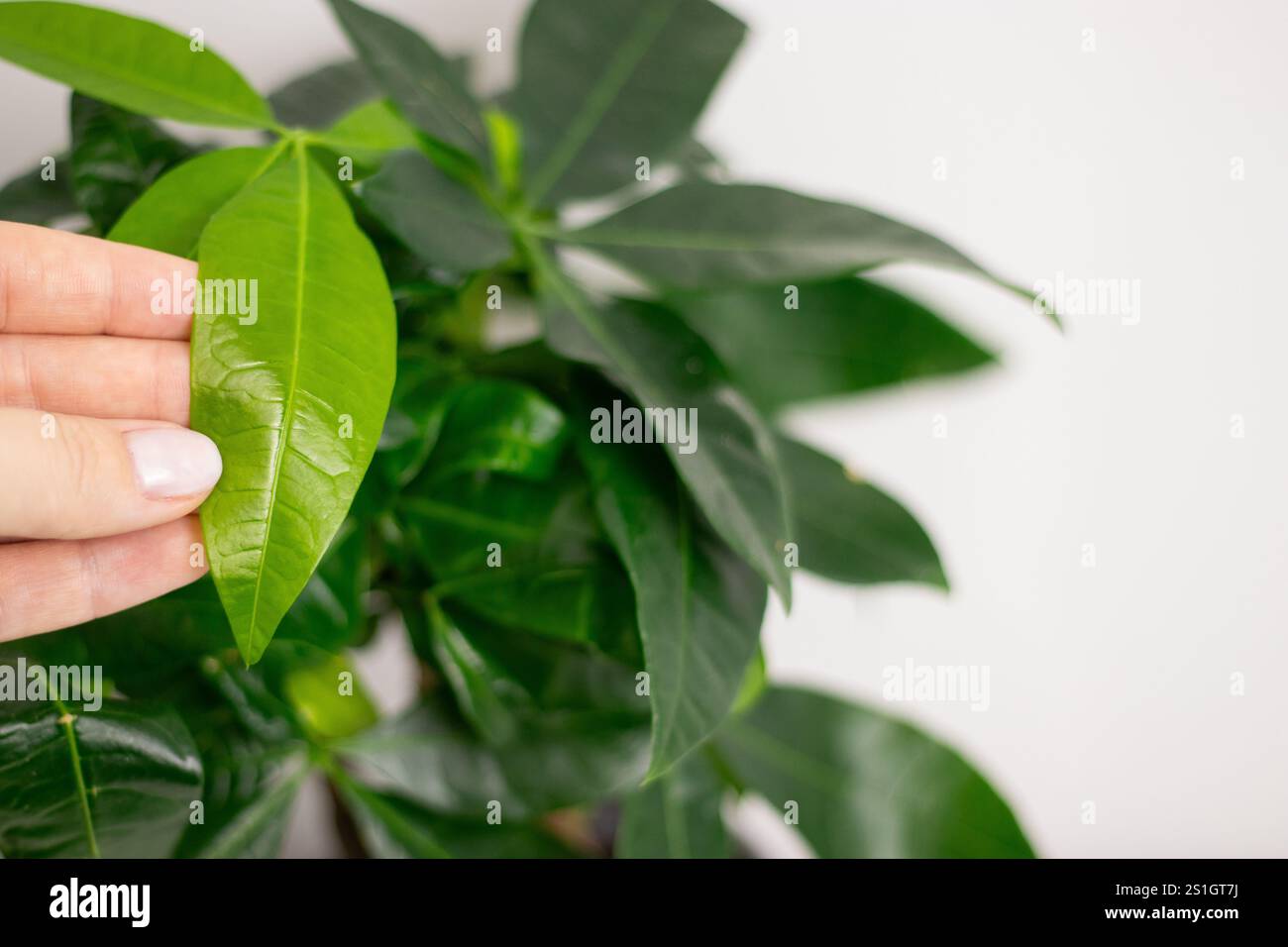 Primo piano di mano femminile che tiene una foglia verde di una pianta Pachira aquatica, che cresce in un vaso a casa Foto Stock