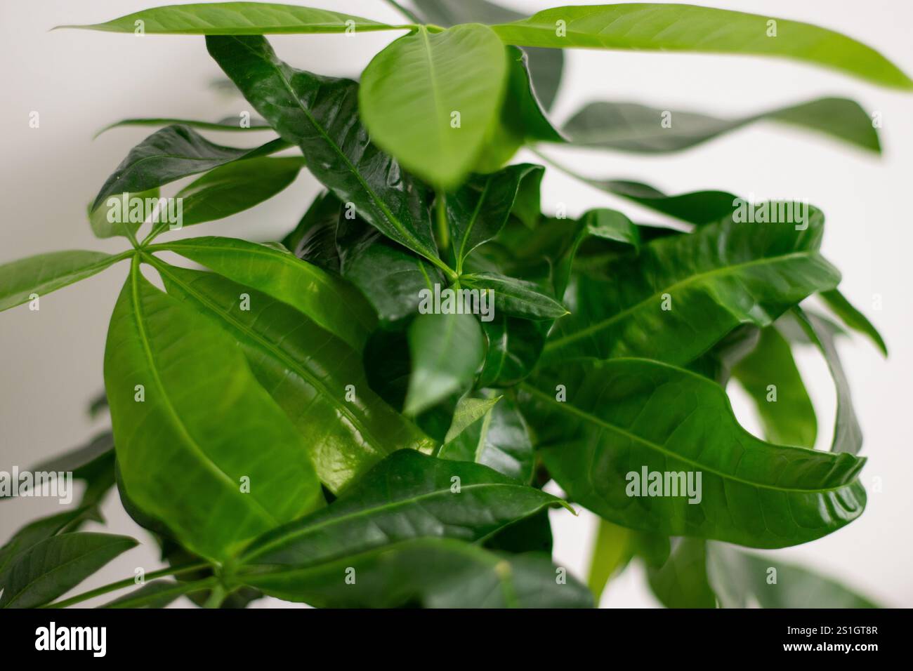 Primo piano di foglie verdi di una pianta Pachira aquatica, che cresce in un vaso in piedi su un tavolo bianco in una stanza di casa Foto Stock