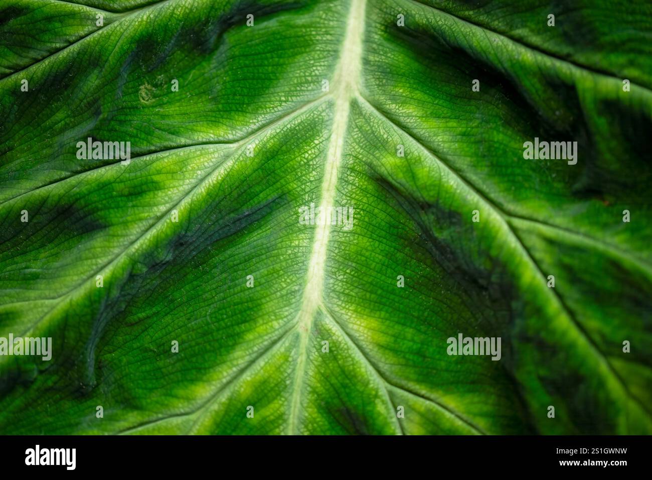 Grande dettaglio macro a foglia verde, texture di fondo botanico, orticoltura in giardino, vegetazione tropicale Foto Stock
