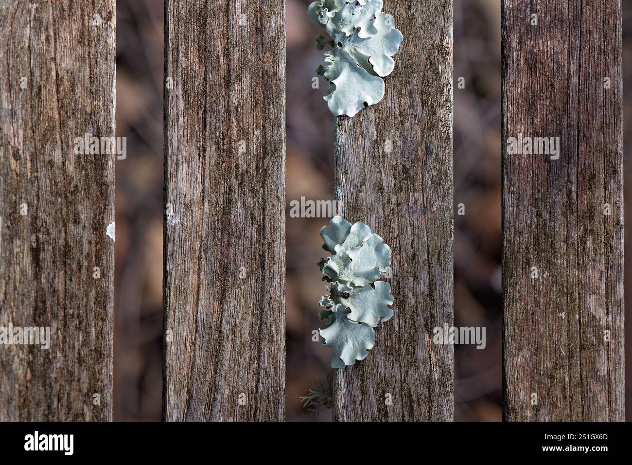Licheni su lastre di legno tavole, macro dettaglio ravvicinato, vintage organico invecchiato, sfondi motivo texture carta da parati Foto Stock
