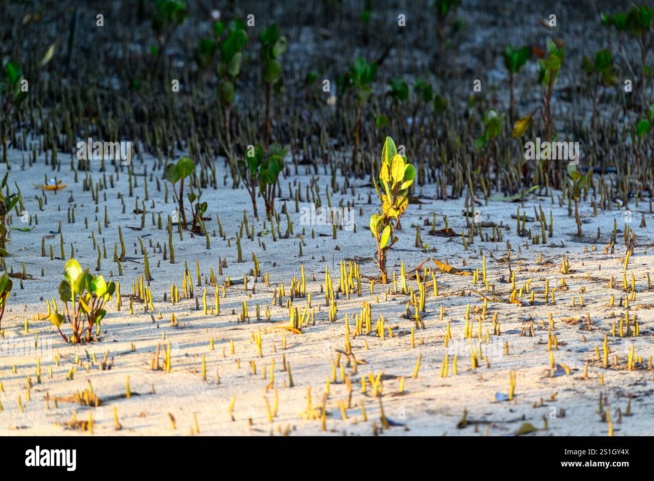 Mangrovie all'alba, ecosistema di piante mareali tolleranti al sale, costa tropicale del Queensland Foto Stock