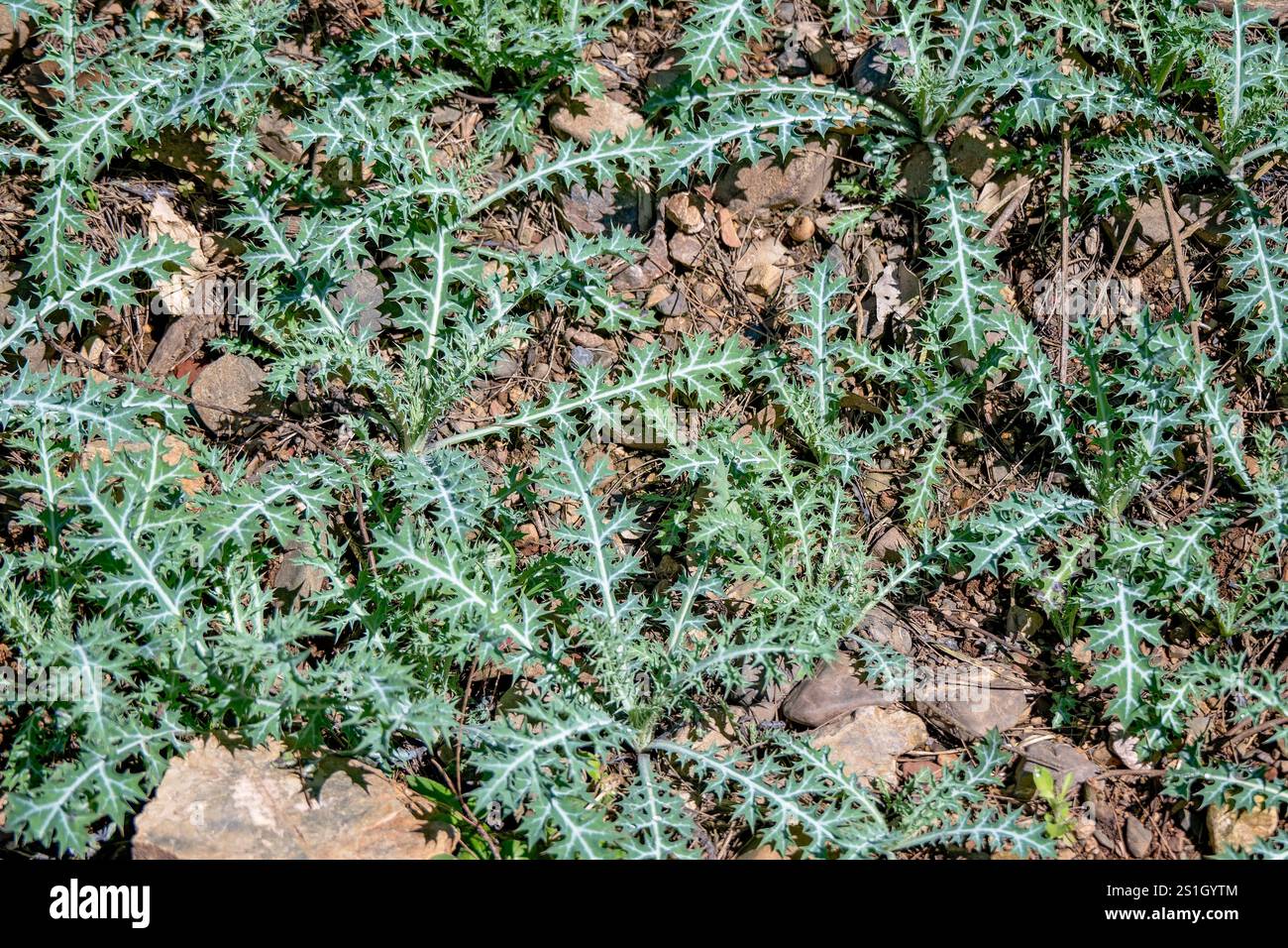 Papavero spinoso messicano, cespuglio di piante floreali, erba infestante, minaccia parassitaria ambientale, Queensland Australia Foto Stock