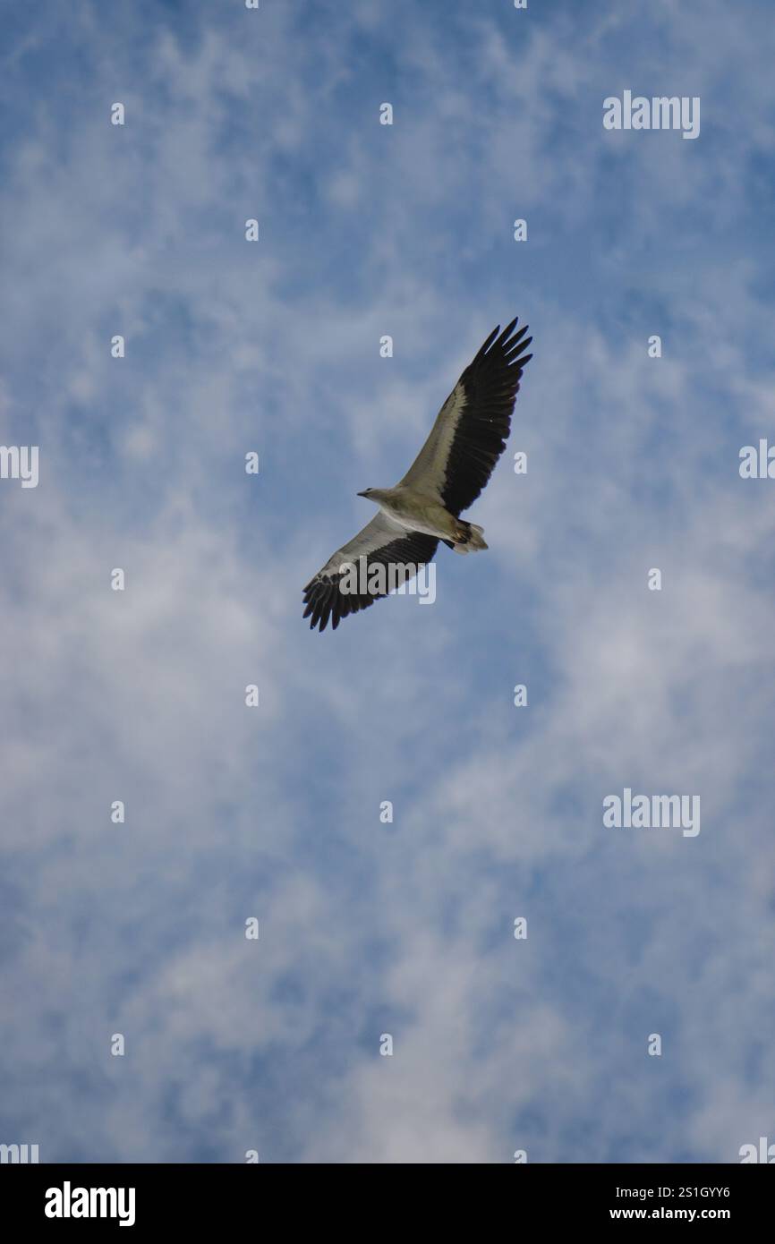 Un'aquila bianca in volo, con sfondo nuvoloso. Fotografato nella parte occidentale di Singapore. Foto Stock