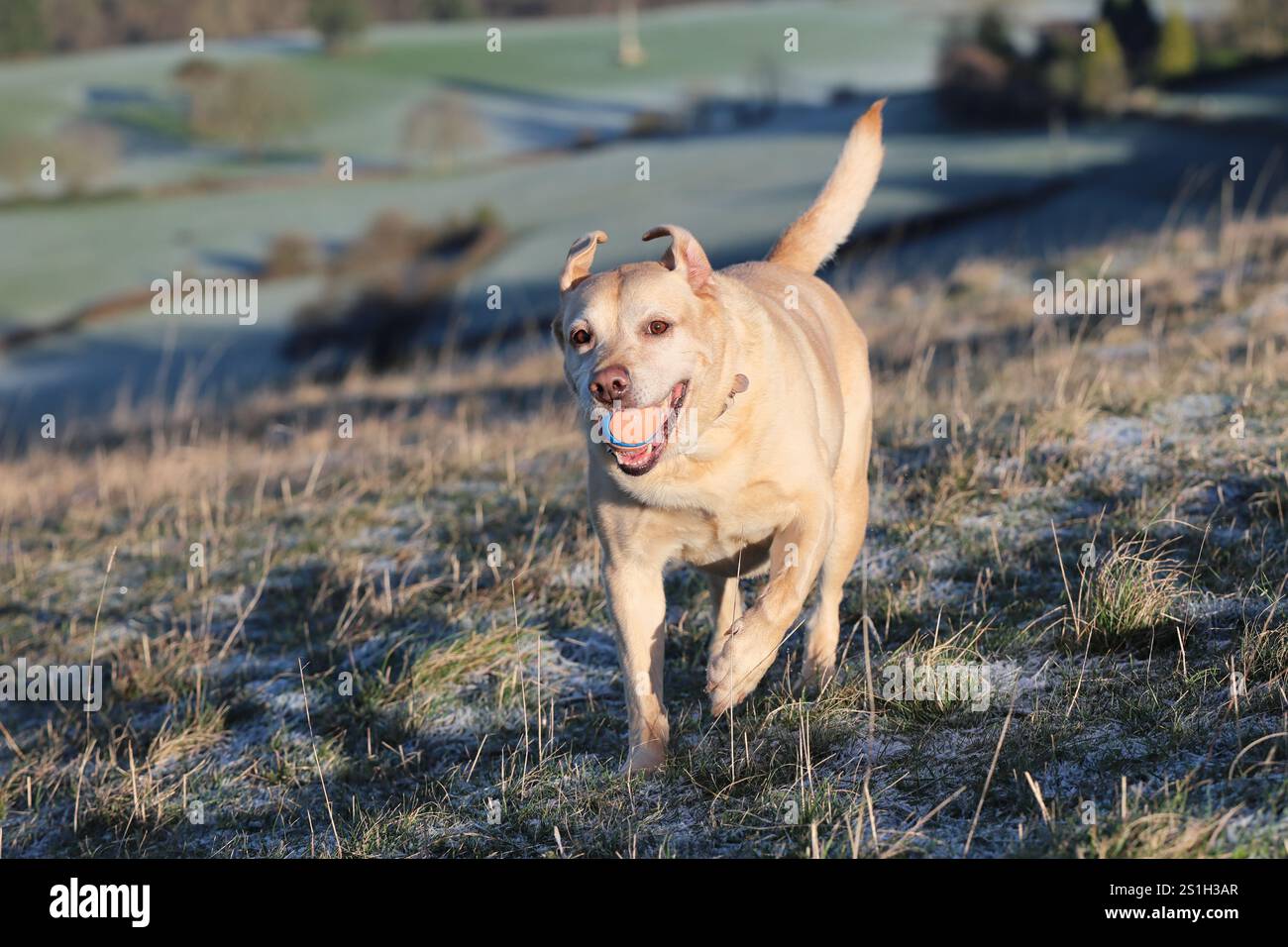 Labrador si gode una passeggiata a Selsley Common Foto Stock