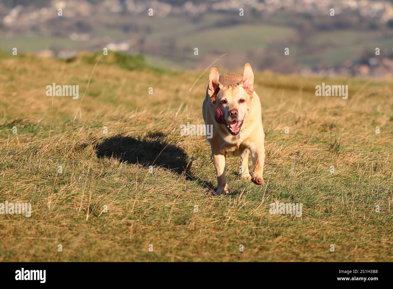 Labrador si gode una passeggiata a Selsley Common Foto Stock