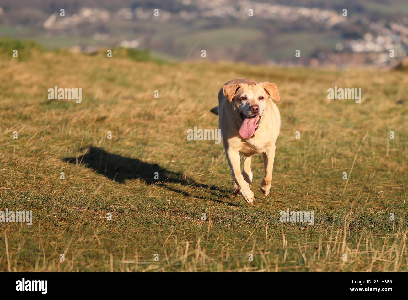 Labrador si gode una passeggiata a Selsley Common Foto Stock