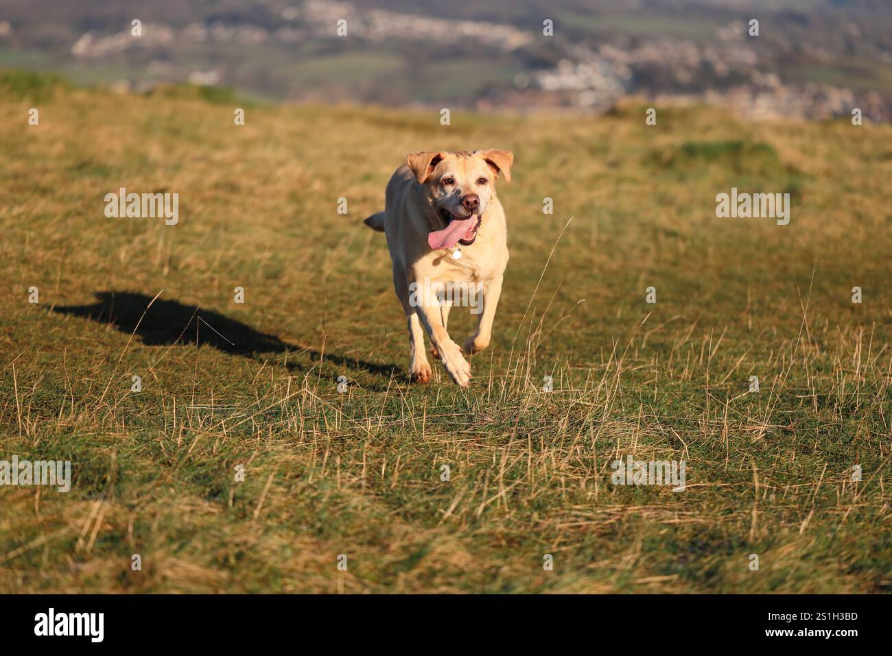 Labrador si gode una passeggiata a Selsley Common Foto Stock
