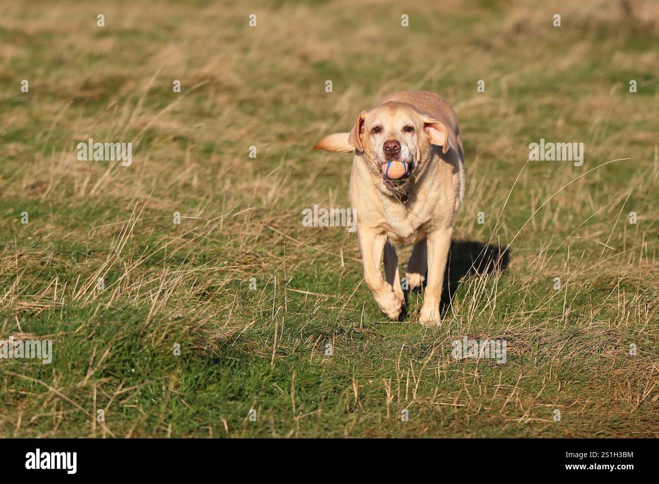 Labrador si gode una passeggiata a Selsley Common Foto Stock