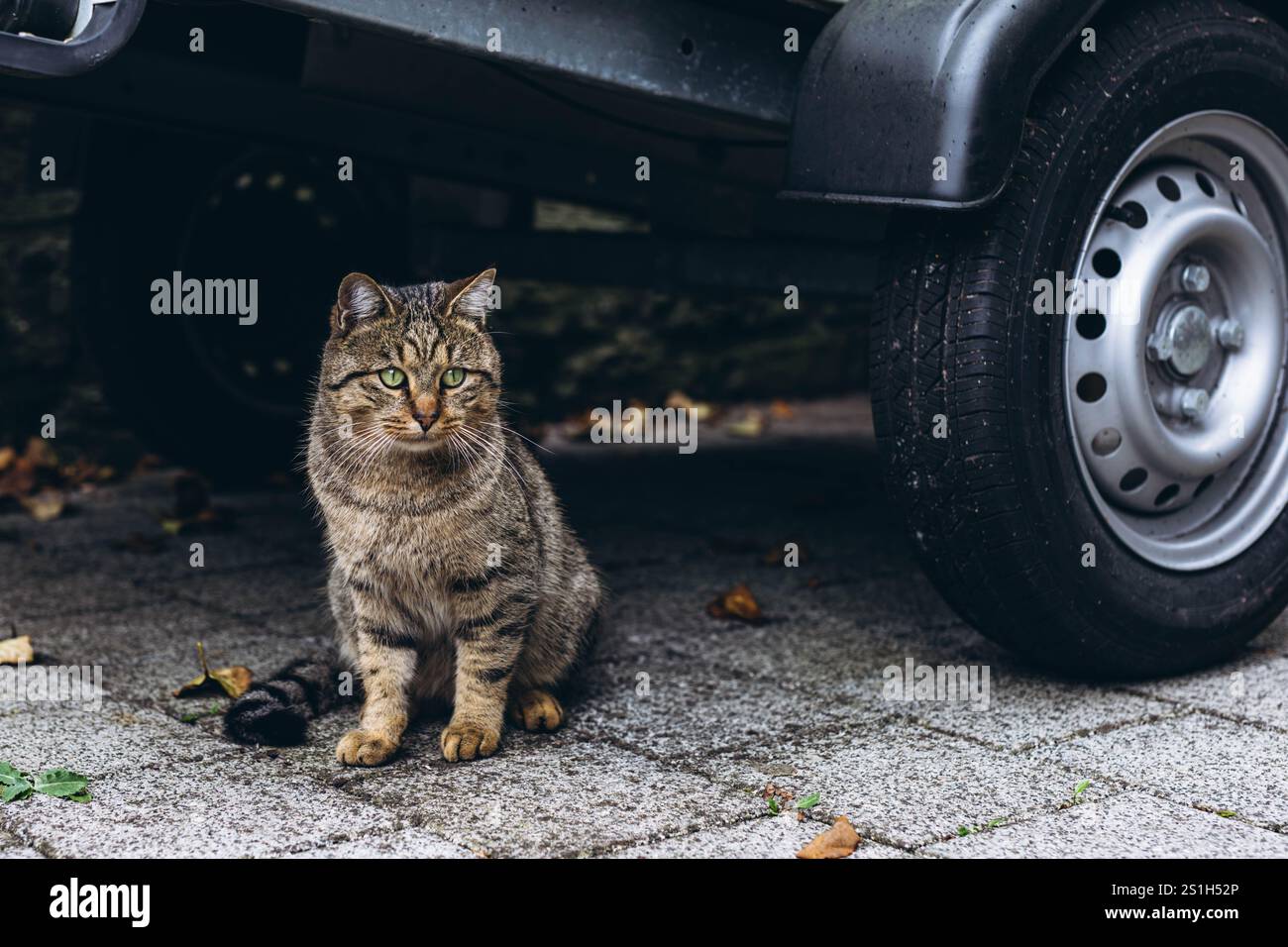 Bellissimo gatto grigio in città, seduto vicino a una casa, godendo dei dintorni urbani. Foto di alta qualità Foto Stock