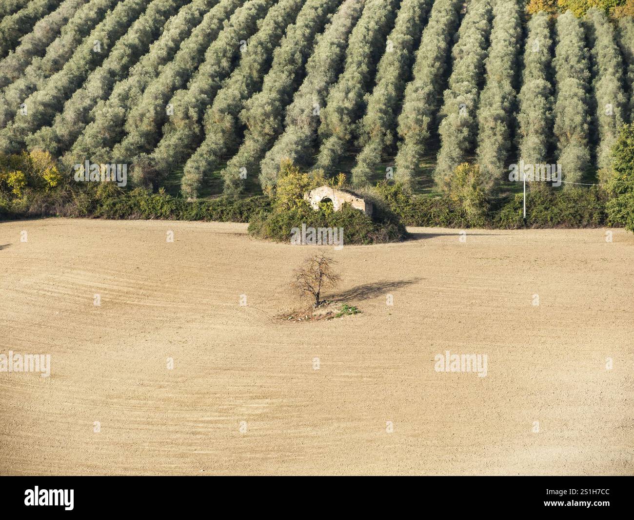 Paesaggio agricolo italiano, vista su un uliveto e terreno arato dove emergono le rovine di un casale abbandonato Foto Stock Paesaggio agricolo italiano, vista su un uliveto e terreno arato dove emergono le rovine di un casale abbandonato Foto Stock