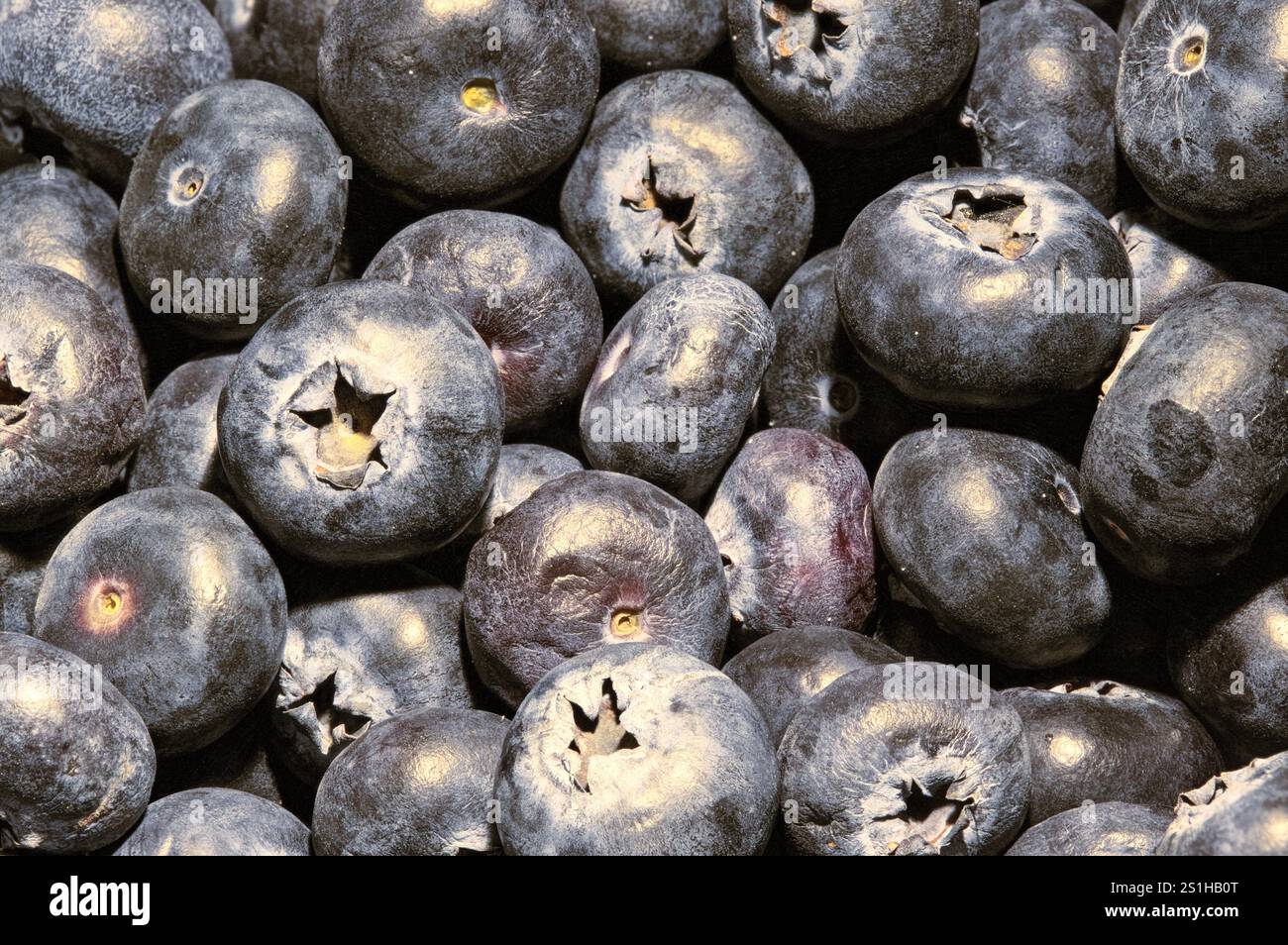 Frutti di mirtillo maturi freschi come sfondo, primo piano macro di mirtilli lucenti maturi Foto Stock