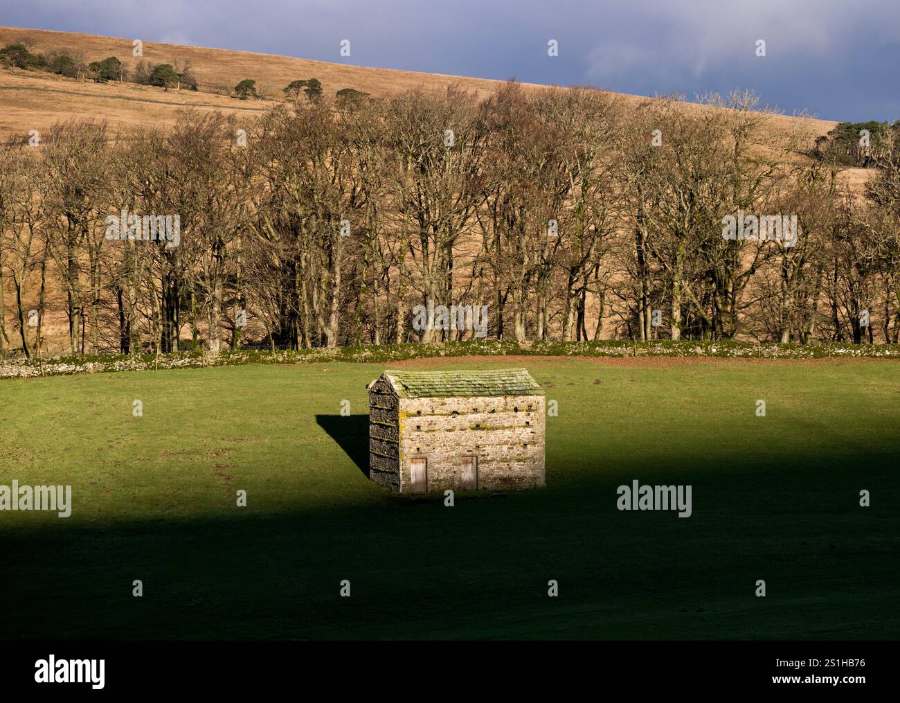 Un tradizionale fienile in pietra dello Yorkshire Dales (o "Cow House") in un campo vicino a Snaizeholme, Hawes, Yorkshire Dales National Park, Regno Unito Foto Stock