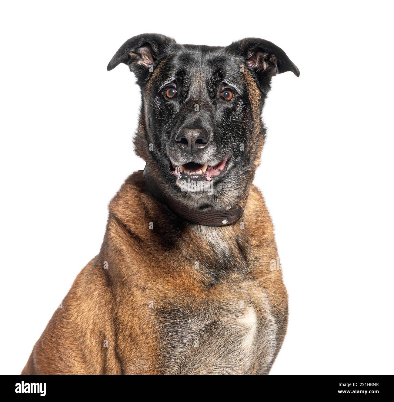 Primo piano di un cane di razza mista marrone e nero con un collare, che sembra vigile, isolato sul bianco Foto Stock