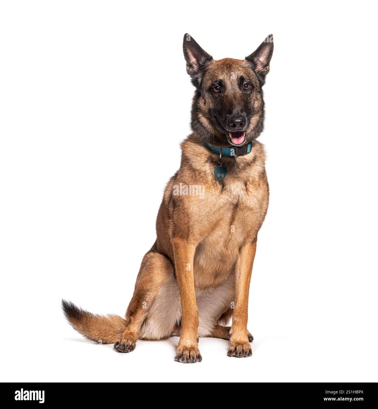 Il cane malinois belga ben addestrato siede con attenzione, isolato sul bianco Foto Stock