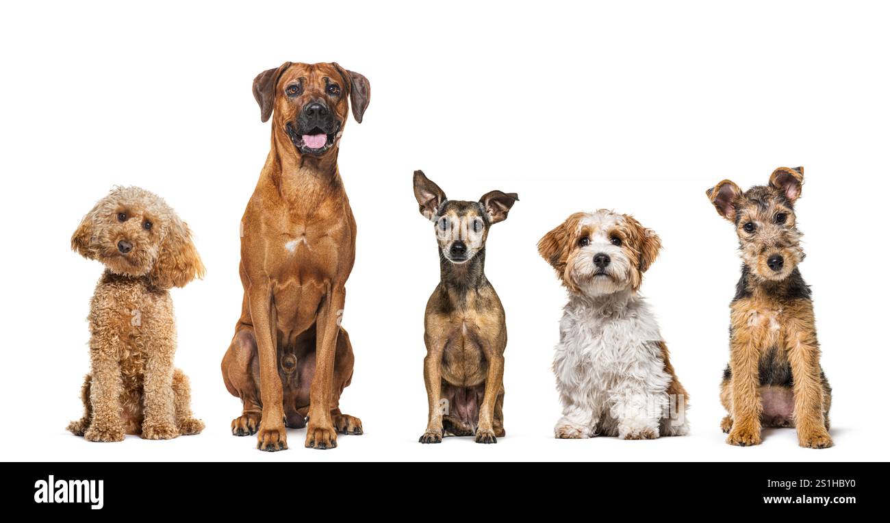 Cinque cani di razze diverse seduti insieme in fila, guardando la telecamera, isolati sul bianco Foto Stock