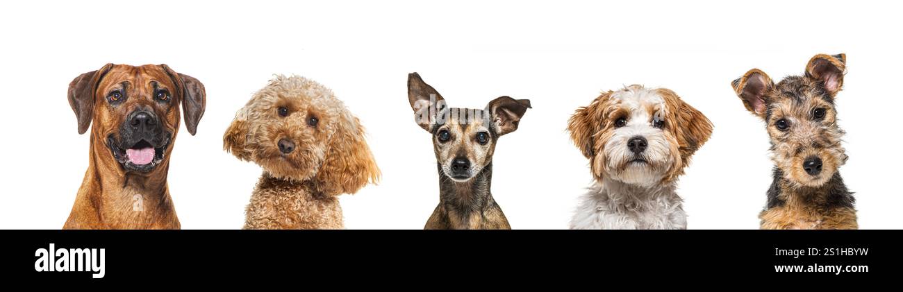 Ritratto di cinque cani di razza diversi affiancati, isolati su bianco Foto Stock
