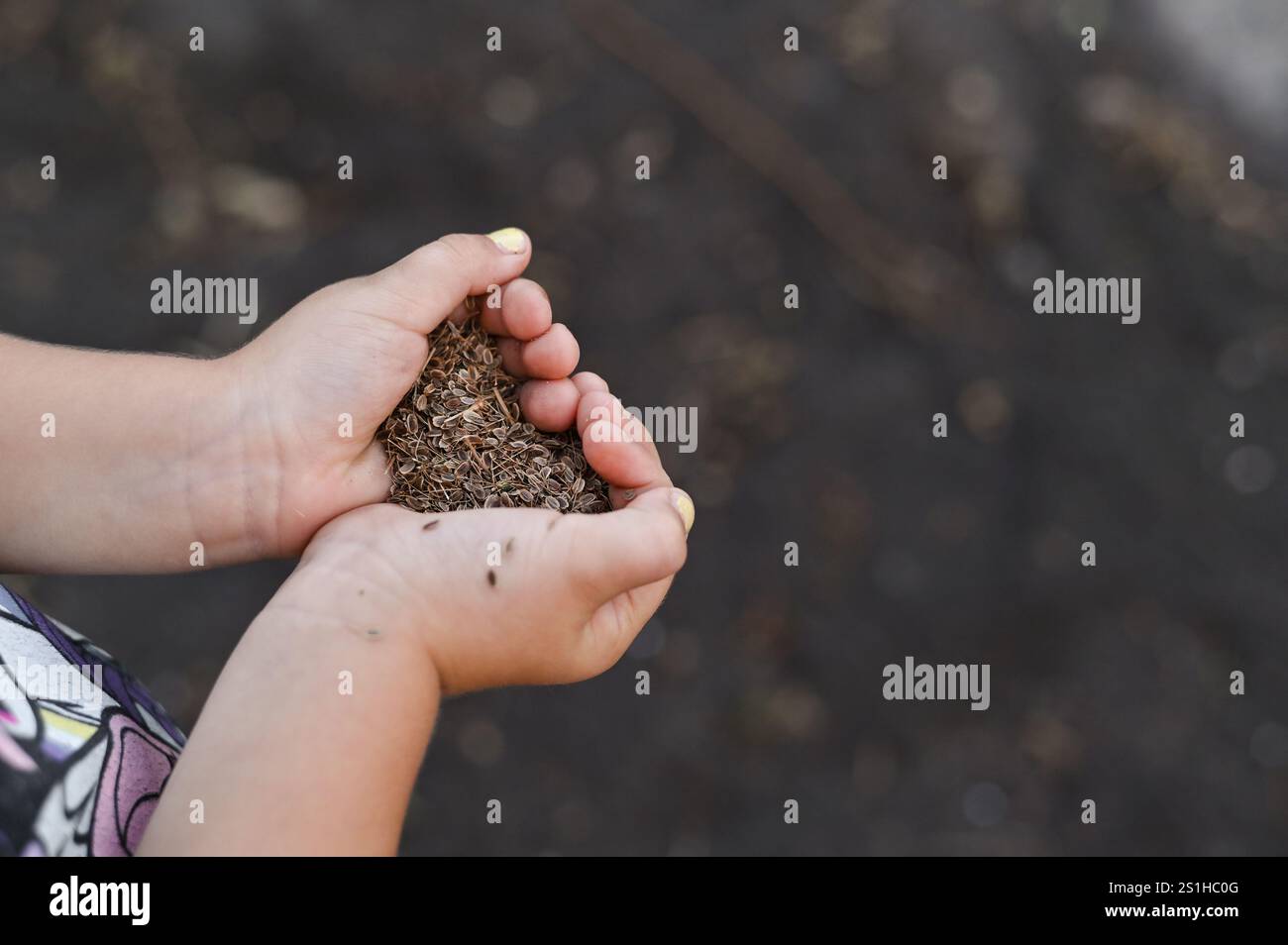 semi di aneto nelle mani delle donne da vicino Foto Stock