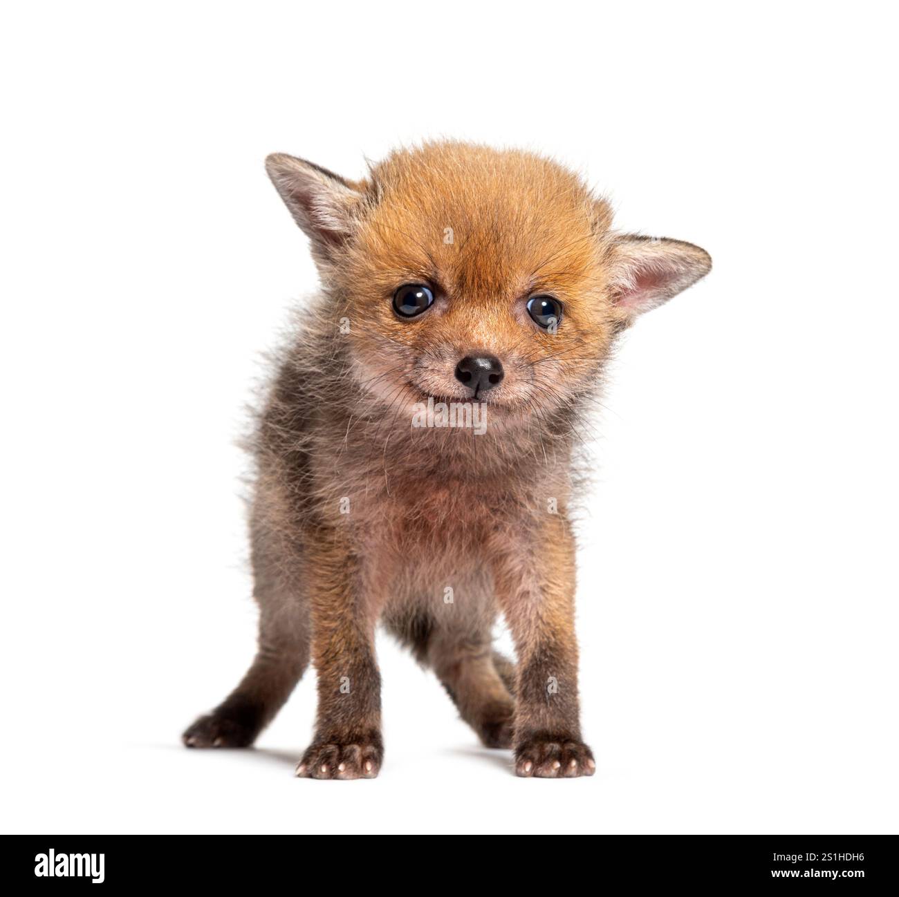 Seduta di cinque settimane, Red Fox Cub che guarda la telecamera, isolata sul bianco Foto Stock