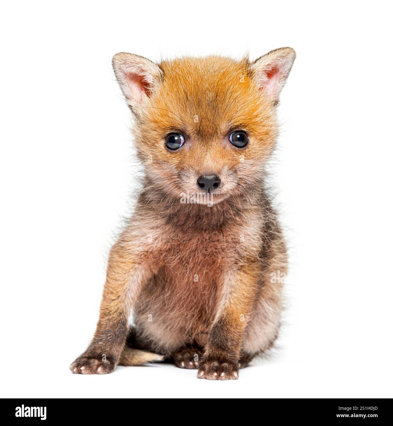 Seduta di cinque settimane, Red Fox Cub che guarda la telecamera, isolata sul bianco Foto Stock