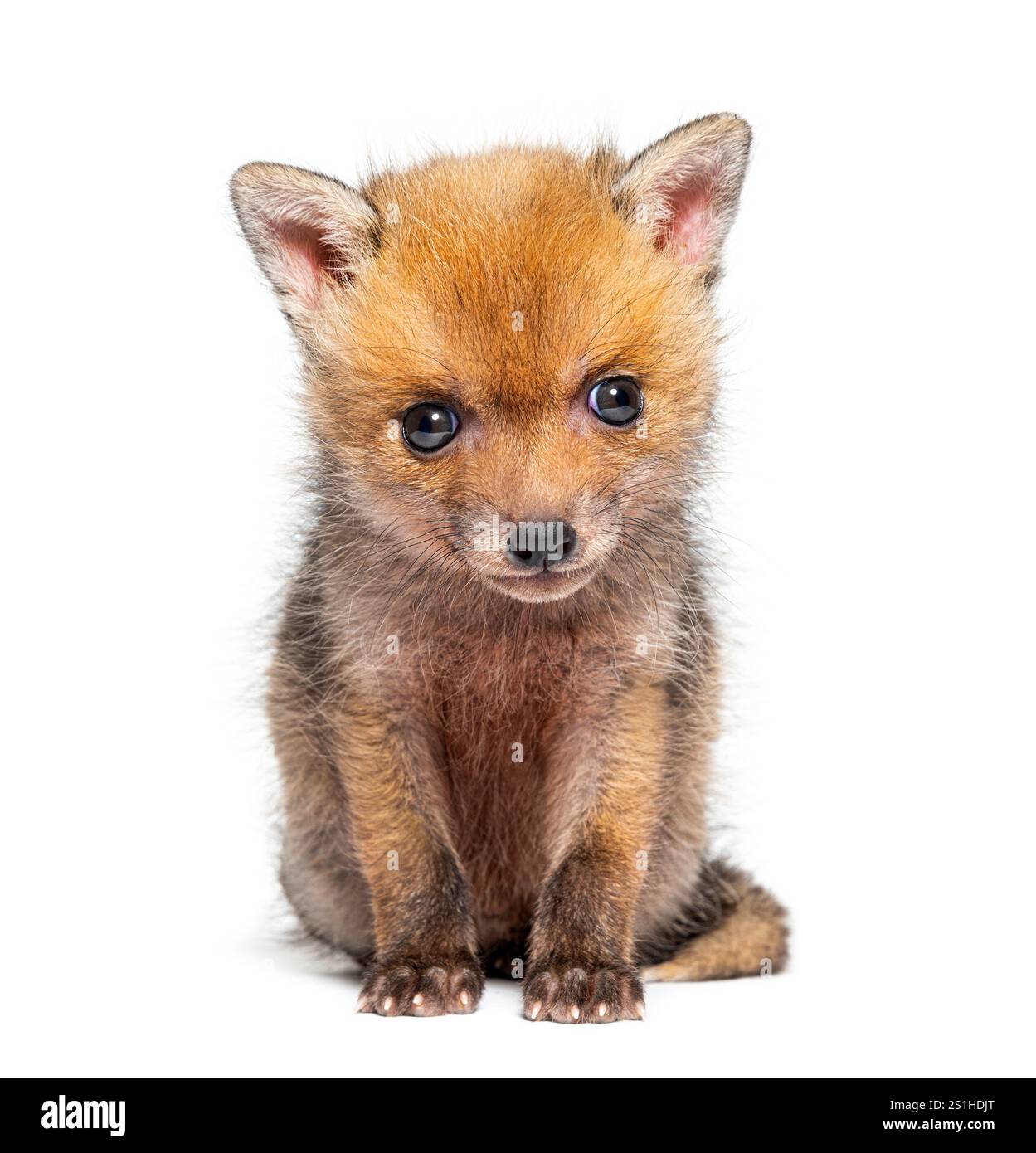 Seduta di cinque settimane, Red Fox Cub che guarda la telecamera, isolata sul bianco Foto Stock